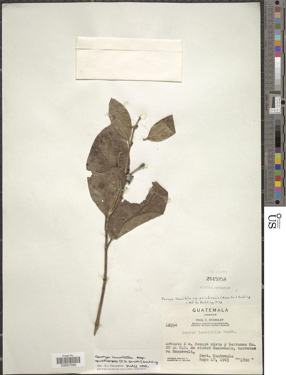 Garrya laurifolia subsp. quichensis image