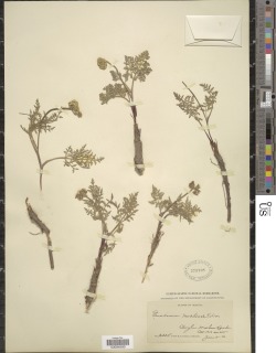 Lomatium nevadense image