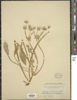 Eryngium alismifolium image