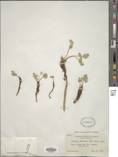 Oreonana clementis image