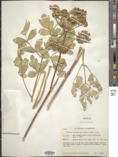 Lomatium californicum image