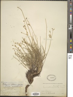 Cymopterus terebinthinus var. petraeus image