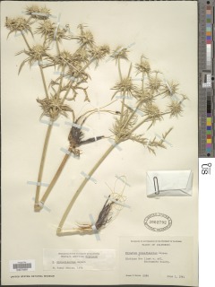 Eryngium pinnatisectum image