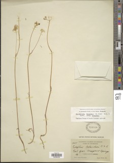 Perideridia bolanderi subsp. bolanderi image