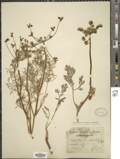 Lomatium utriculatum image