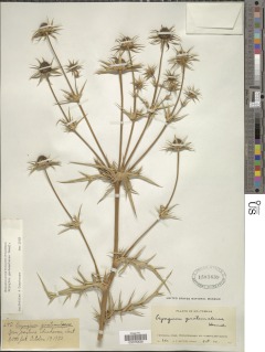 Eryngium cymosum image