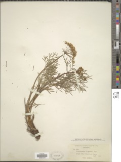 Lomatium laevigatum image