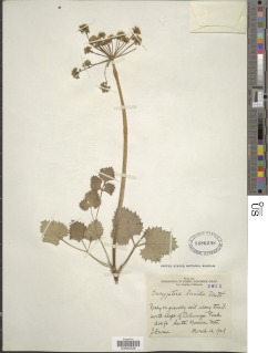 Lomatium lucidum image