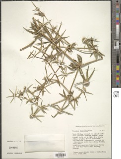 Image of Eryngium dichotomum