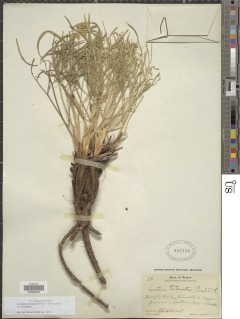 Lomatium triternatum var. triternatum image