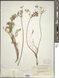 Lomatium hallii image