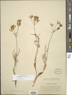 Lomatium triternatum var. triternatum image