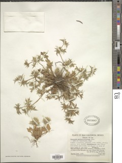 Image of Eryngium nasturtiifolium