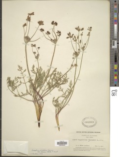 Image of Lomatium ciliolatum