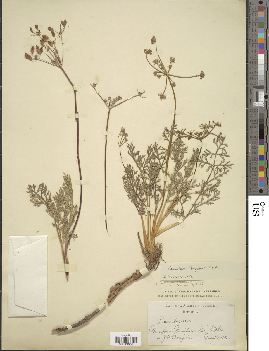 Lomatium congdonii image