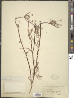 Lomatium austiniae image