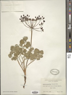 Image of Lomatium repostum