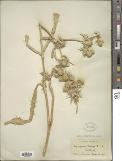 Eryngium vaseyi image