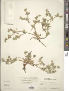 Image of Eryngium racemosum