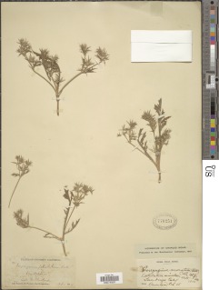 Eryngium petiolatum image