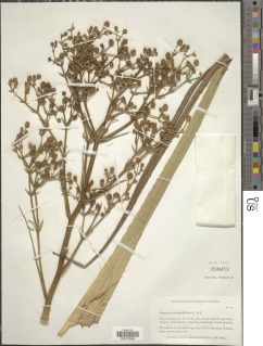 Image of Eryngium pandanifolium