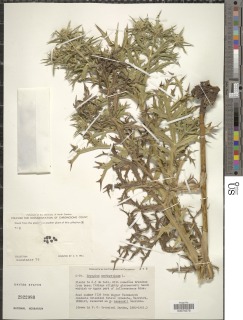 Image of Eryngium amethystinum