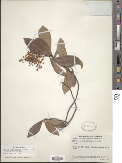 Ardisia escallonioides image