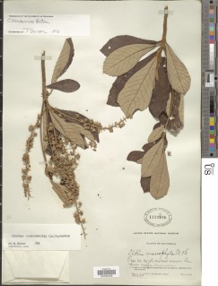 Image of Clethra hondurensis