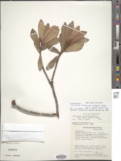 Cybianthus costaricanus subsp. morii image