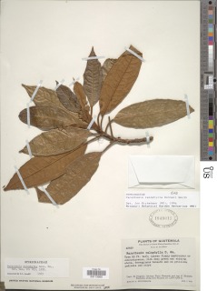 Parathesis calophylla image