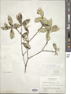 Image of Jacquinia leptopoda
