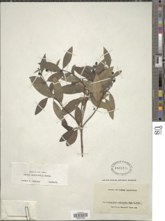 Image of Garrya salicifolia