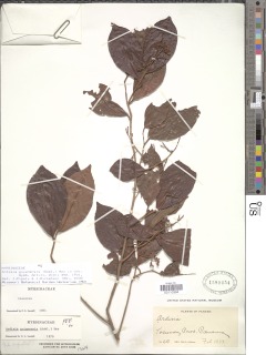Ardisia guianensis image