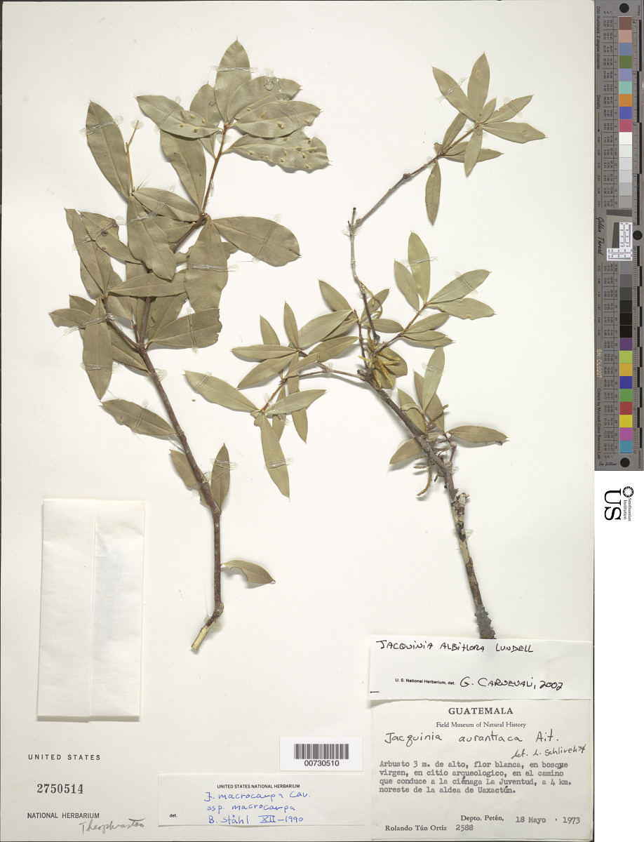 Bonellia albiflora image