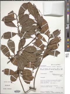 Cybianthus montanus image