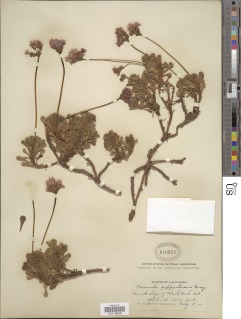 Primula suffrutescens image