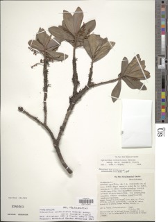 Cybianthus costaricanus image