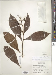 Parathesis sessilifolia image