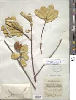 Jacquinia macrocarpa subsp. macrocarpa image
