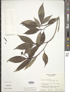 Image of Cornus disciflora