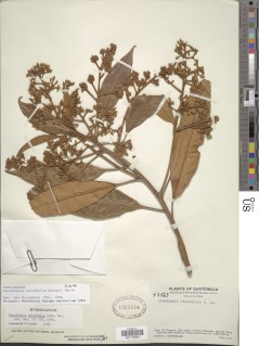 Parathesis calophylla image