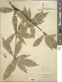 Deherainia smaragdina subsp. smaragdina image