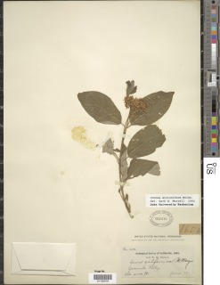 Cornus sericea subsp. sericea image