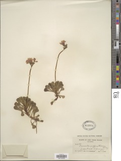Image of Primula suffrutescens