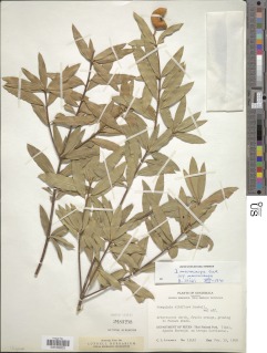 Jacquinia macrocarpa subsp. macrocarpa image