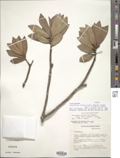 Cybianthus costaricanus subsp. morii image
