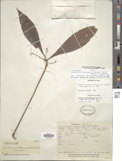 Hymenandra stenophylla image