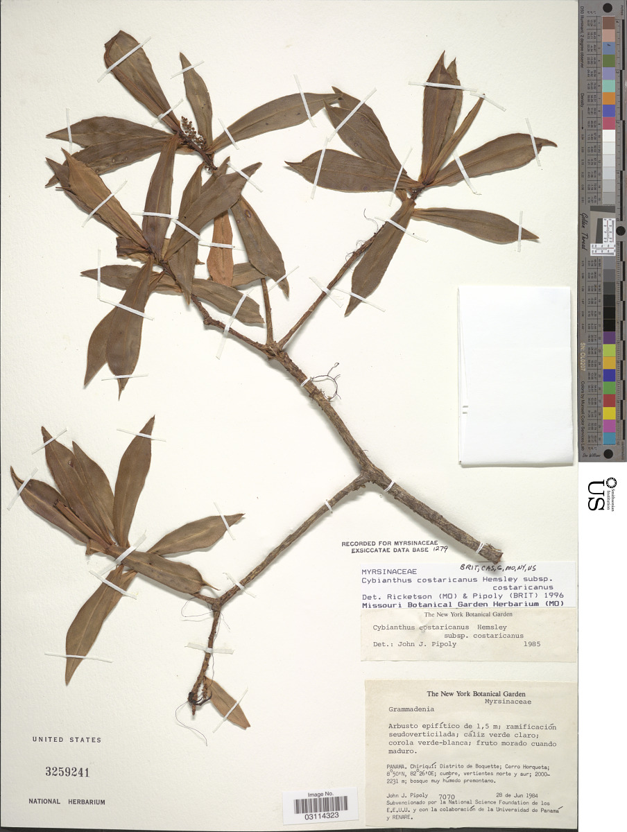 Cybianthus costaricanus subsp. costaricanus image