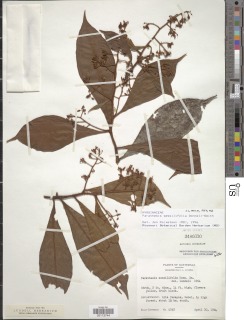 Parathesis sessilifolia image