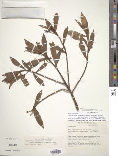 Cybianthus costaricanus image